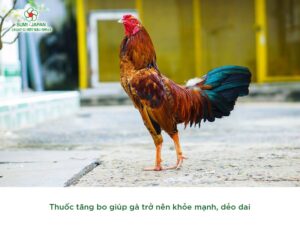 cach lua ga da sieu chuan 69f82204b56fe