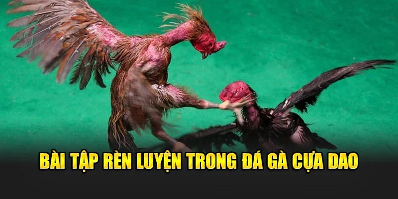 Cách lựa gà đá siêu chuẩn