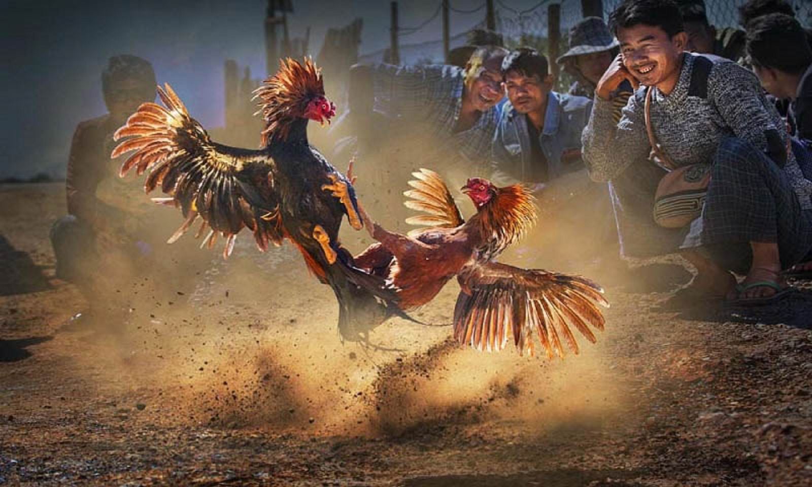 Cách lựa gà đá siêu chuẩn