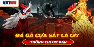 da ga cua sat tat tan tat nhung dieu can biet 69f820b091a8c