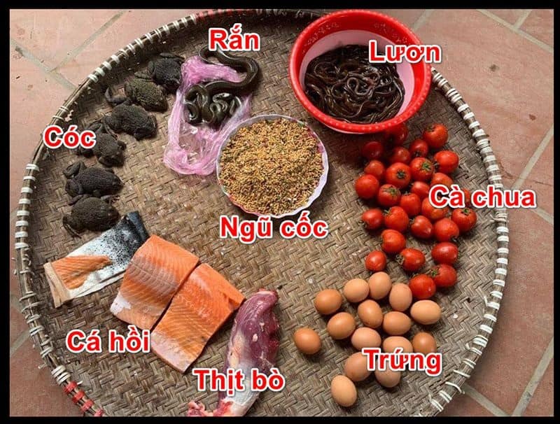 Cách Nuôi Gà Đá BJ38 Đạt Phong Độ Cao Nhất