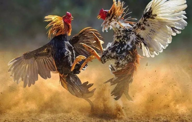 Cách Nuôi Gà Đá BJ38 Đạt Phong Độ Cao Nhất