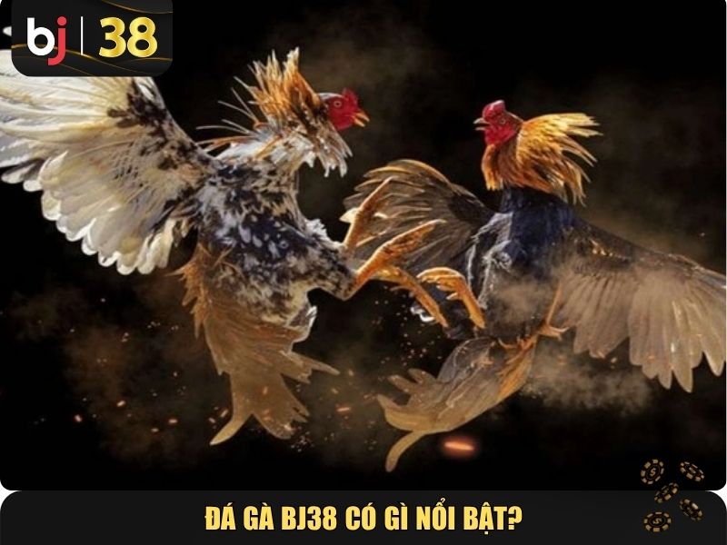 Đá gà BJ38 có gì nổi bật?