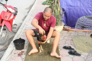 Cách om bóp gà đúng cách BJ38