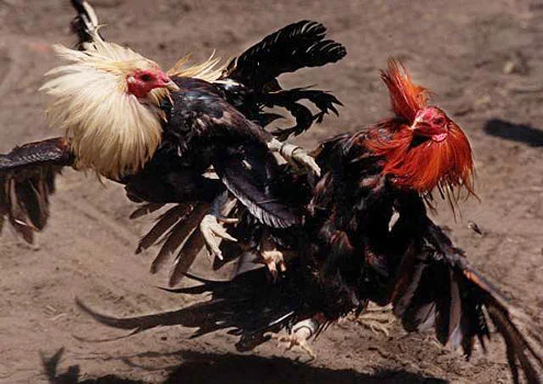 Lối đá nhanh và linh hoạt