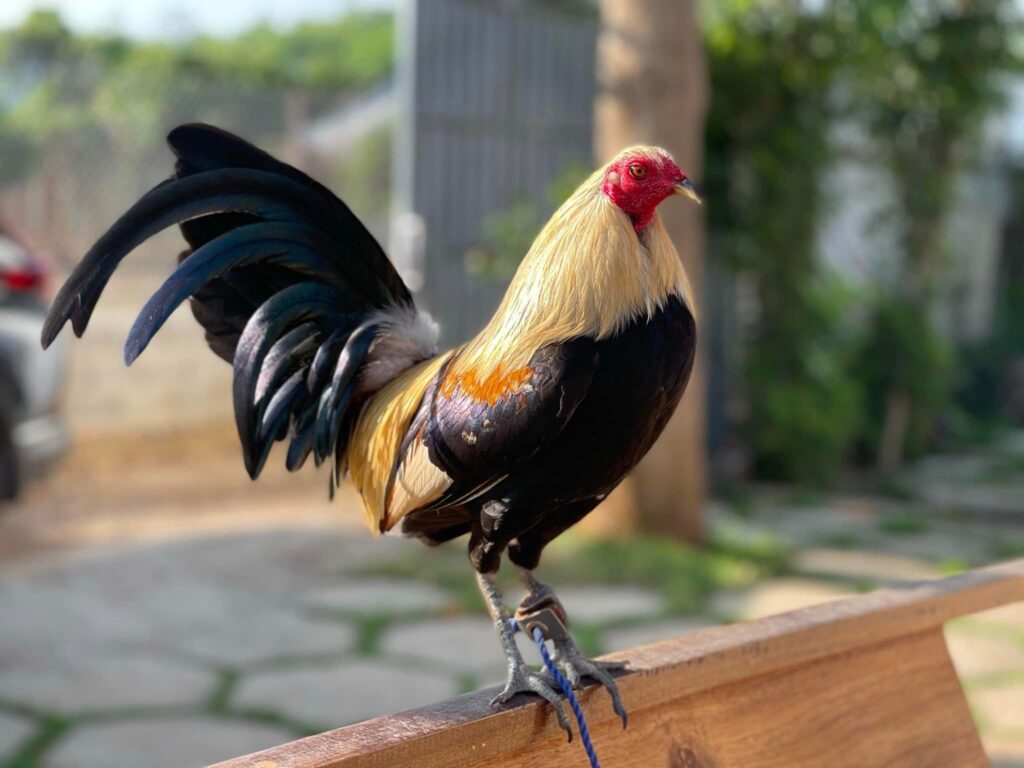 Một chú gà tre siêu đẹp