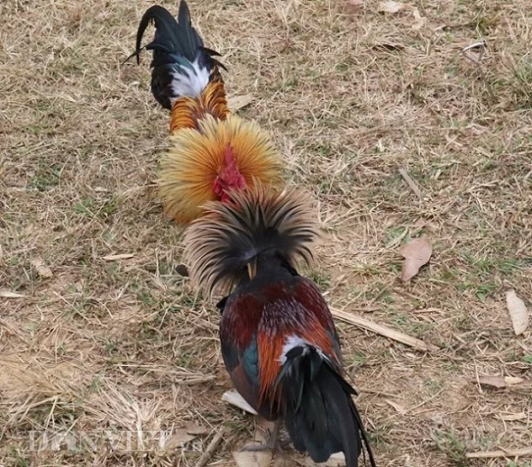 Gà tre đá nhau