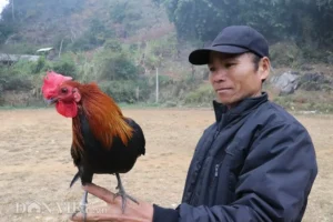 Một kê sư BJ38 đang tiến hành xem tướng gà chọi