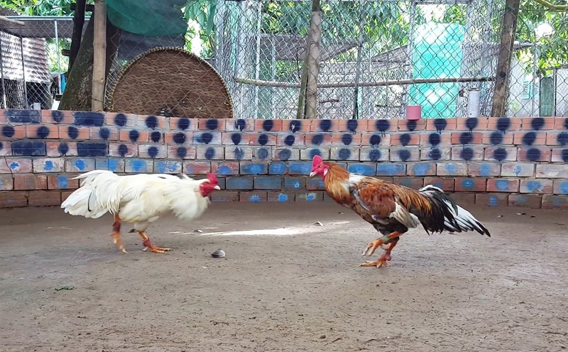 Mỗi dòng gà có lối đá riêng