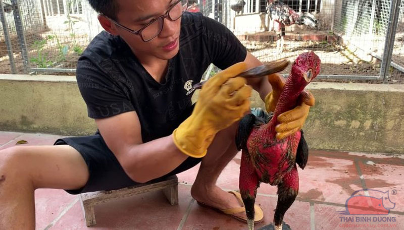 Cách Om bóp gà đá đúng kỹ thuật là điều tối quan trọng