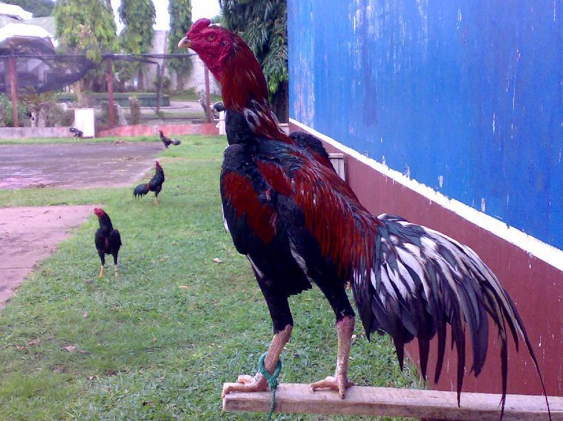 Một chiến kê dáng đẹp
