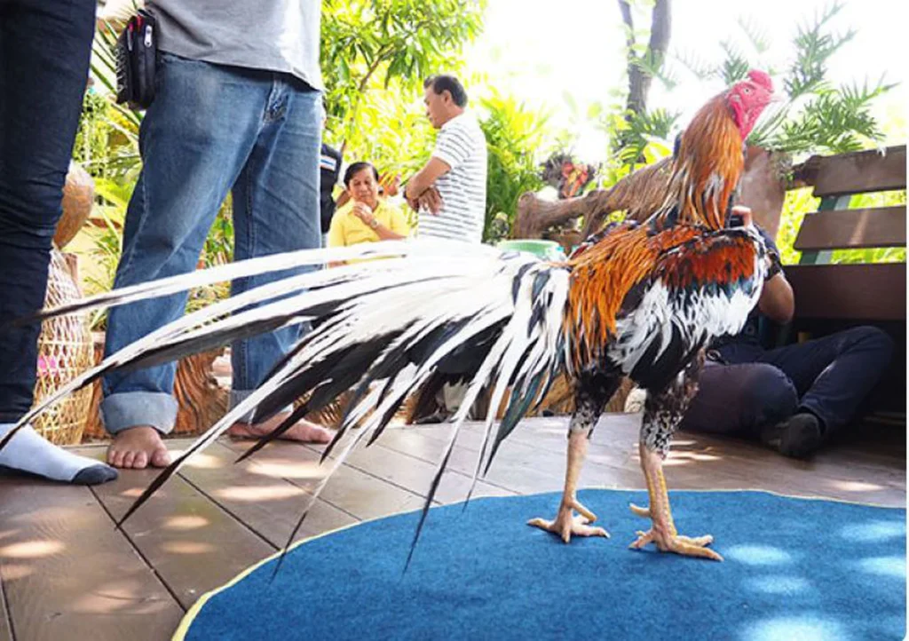 Một chú gà chọi được vần hơi