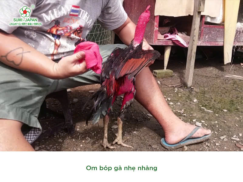 Cách om bóp gà BJ38