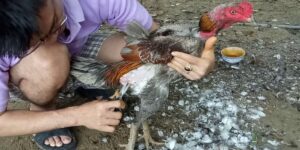 Cách cắt tỉa lông gà đá
