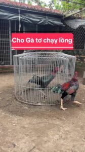 Cách chạy lồng cho gà đá chi tiết