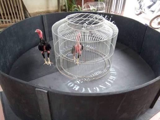 Một bộ chạy lồng gà đá
