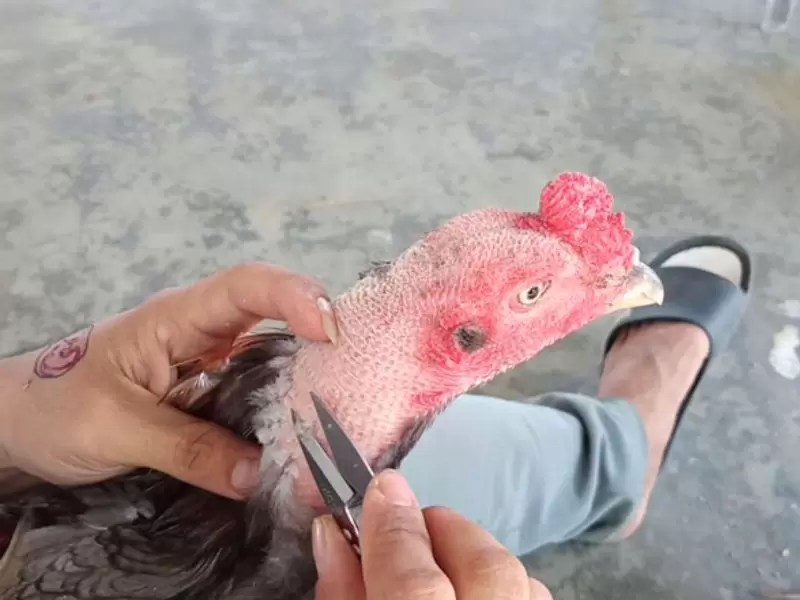 Các lưu ý khi cắt tỉa lông gà đá