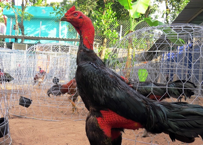 Hổ trợ tản nhiệt tốt