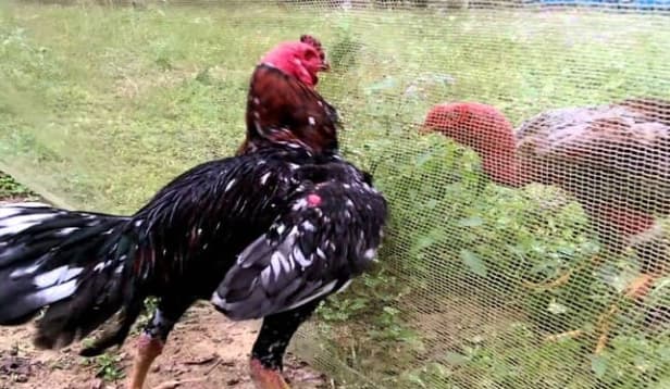 Gà chọi được nuôi nhốt tự nhiên