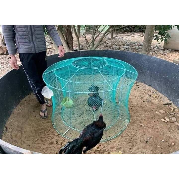 Một hình ảnh thực tế cách chạy lồng cho gà đá
