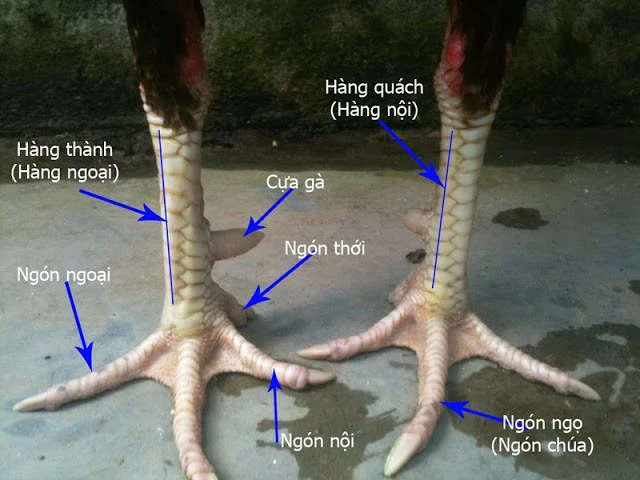 Xem chân gà chọi