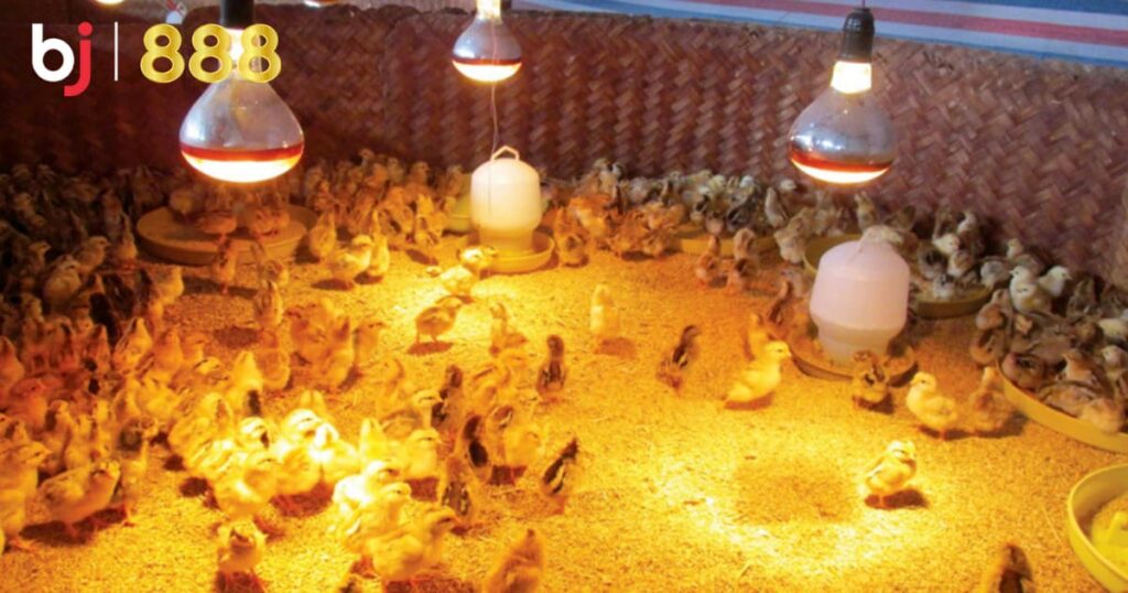 Chăm Sóc Gà Chọi Mùa Đông: Giữ Ấm, Dinh Dưỡng Và Phòng Bệnh