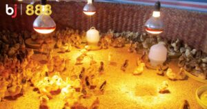 Chăm Sóc Gà Chọi Mùa Đông: Giữ Ấm, Dinh Dưỡng Và Phòng Bệnh