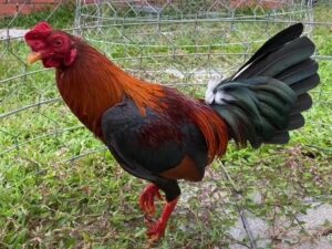 Gà Asil - Giống gà đến từ Ấn Độ