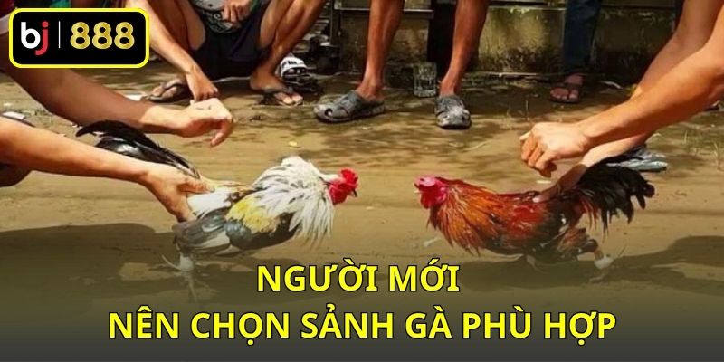 Người mới nên chọn sảnh gà phù hợp