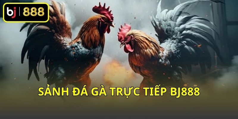 Sảnh đá gà trực tiếp BJ888