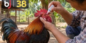 Cách chăm sóc mắt gà BJ38